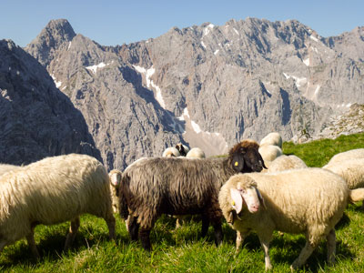 Schafe am Frauenalple
